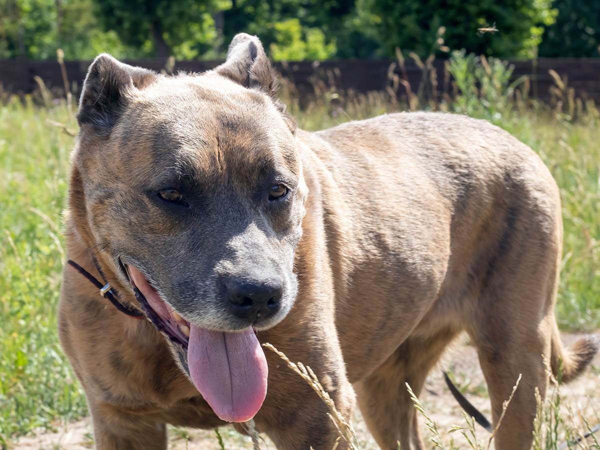  Pit bul napao trudnicu u Niškoj Banji 