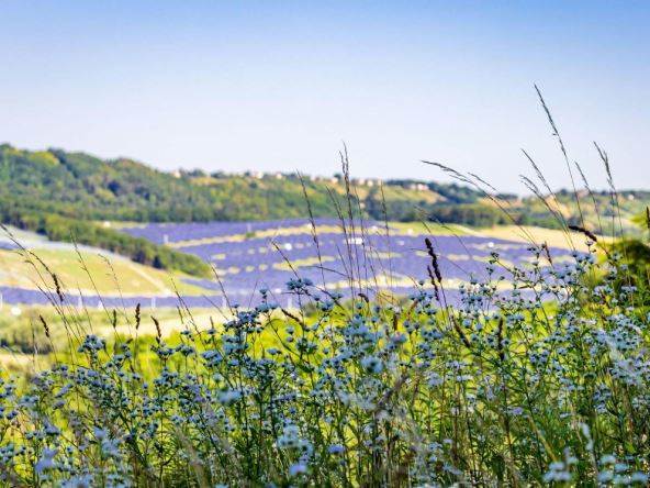  Solarna elektrana koju naseljavaju ptice, slijepi miševi i rijetke biljke 