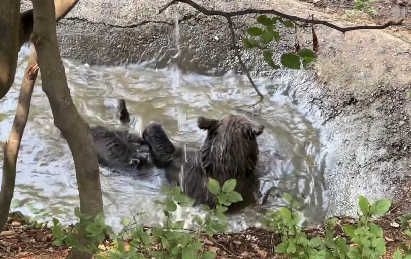  Medvjedica Maša se kupa u bazenu 