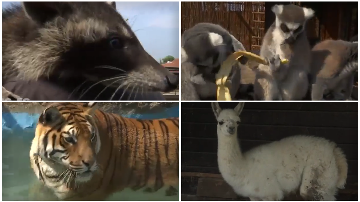  KAKO SE ŽIVOTINJE U ZOO VRTU BORE SA VRUĆINOM 