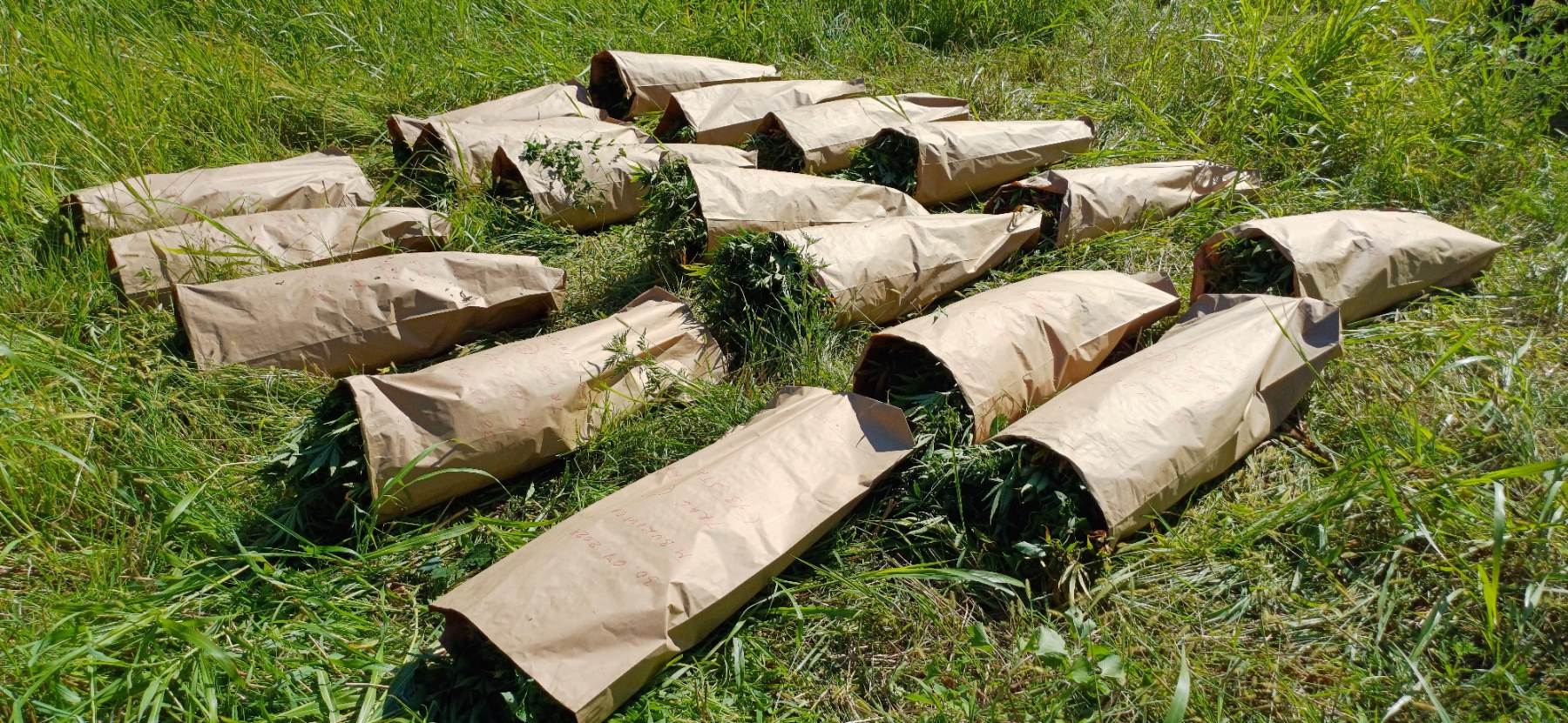  Plantaža marihuane pronađena kod Doboja  