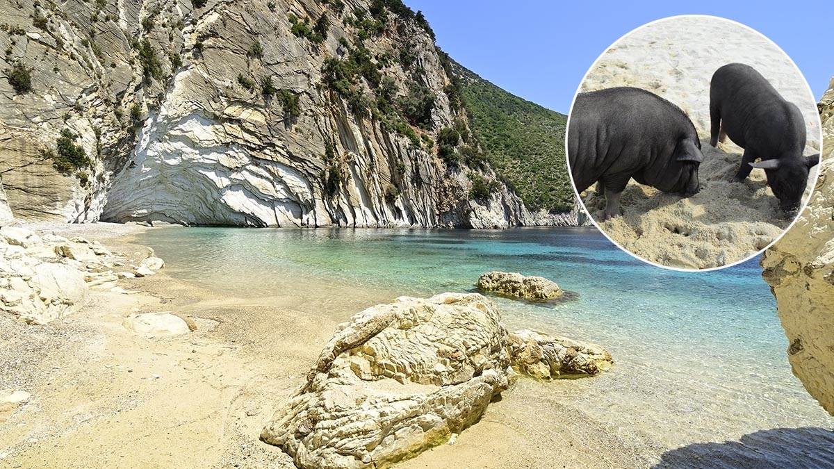  Pig beach u Grčkoj sa svinjama 