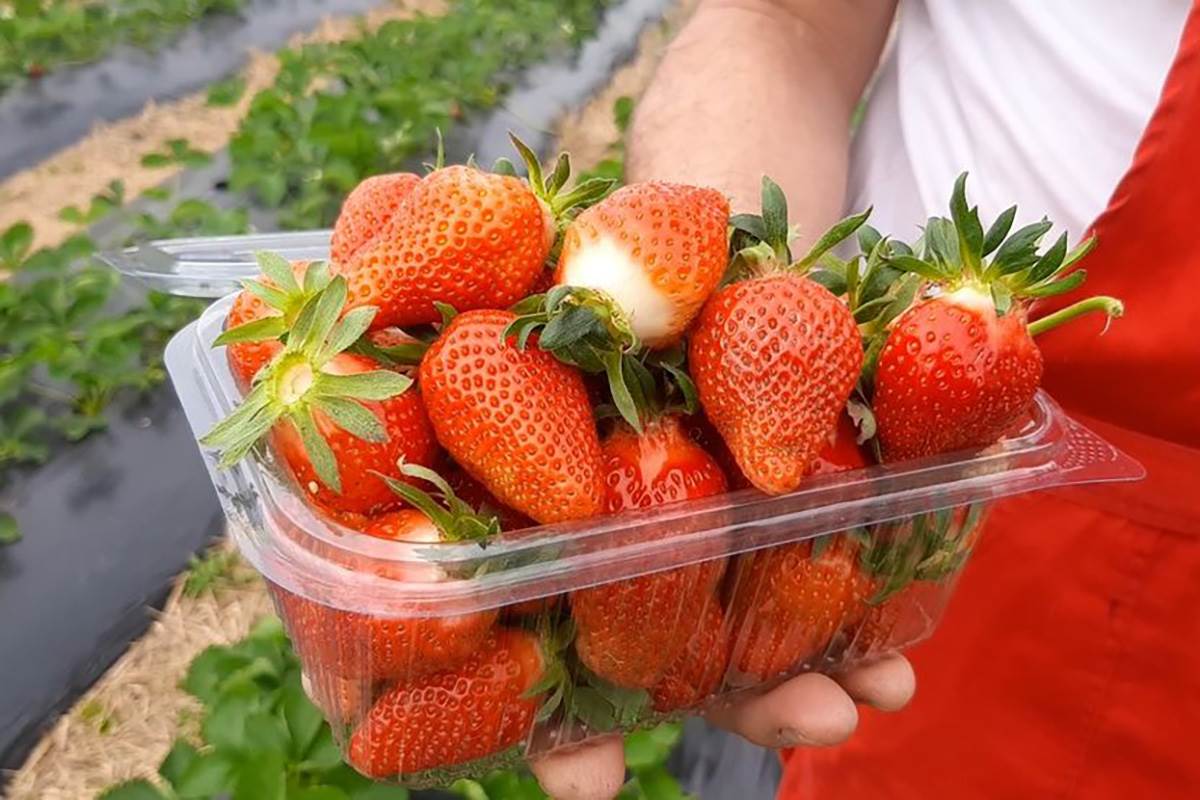 Jagode i spanać imaju najviše pesticida 