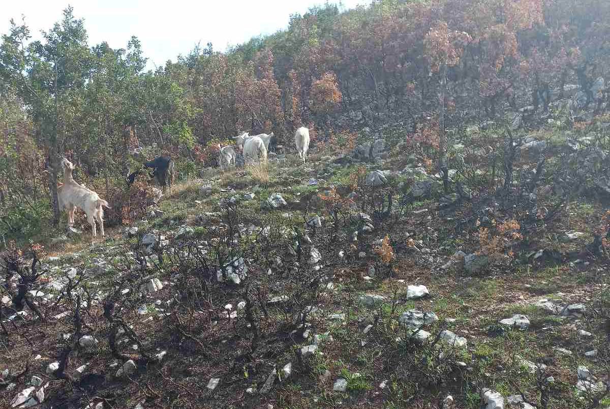  Nesagledive posljedice požara kod Bileće 