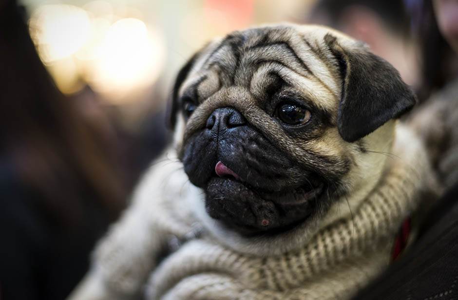  I psi mogu da osjete promjenu vremena 