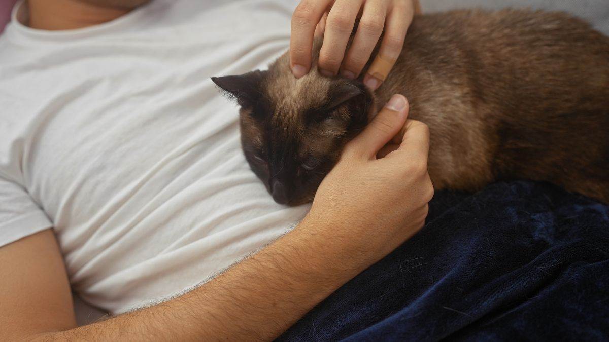 Da li mačke osjećaju da vlasnika nešto boli Da li mačke osjećaju da vlasnika nešto boli