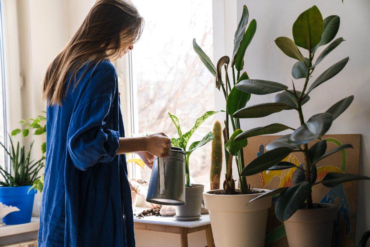 Zalivanje sobnih biljaka u februaru treba prorediti Zalivanje sobnih biljaka u februaru treba prorediti