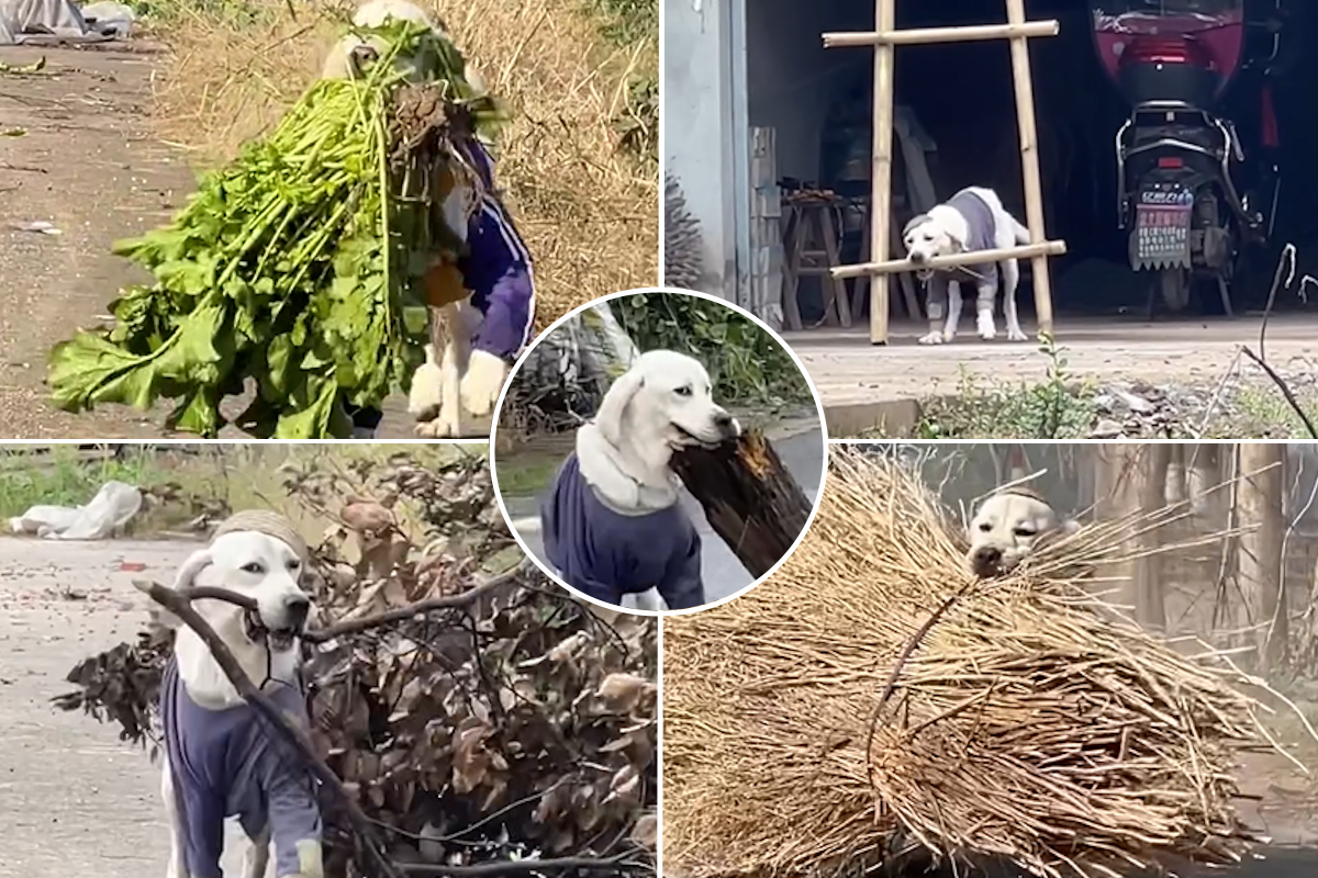 Pas donosi gazdi panjeve i merdevine umjesto štapa Pas donosi gazdi panjeve i merdevine umjesto štapa