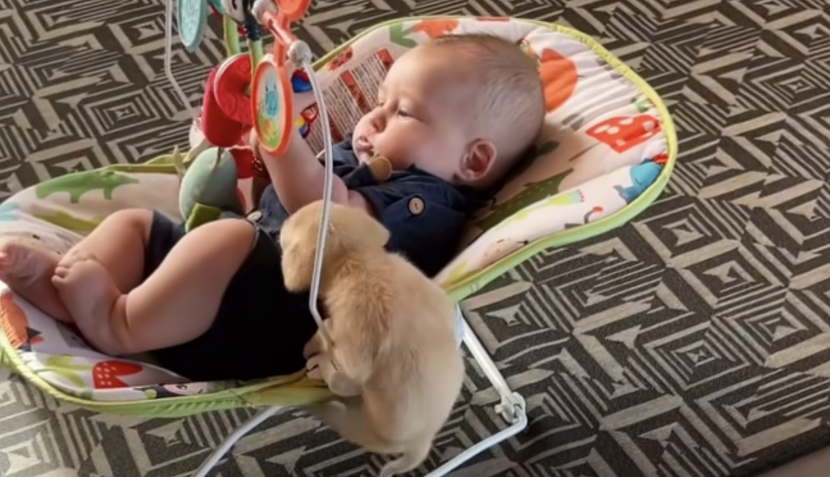  Morate da vidite snimak šteneta koje se nije smirilo dok se nije popelo kod bebe 