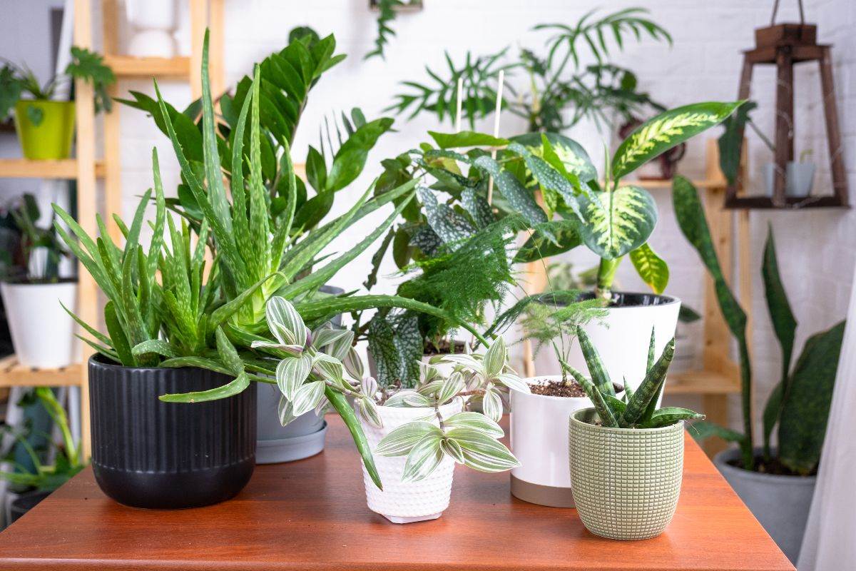  Najzdravije biljke za kuću: Lako se gaje i oplemenjuju dom, a jednu svi primijete čim uđu u sobu 