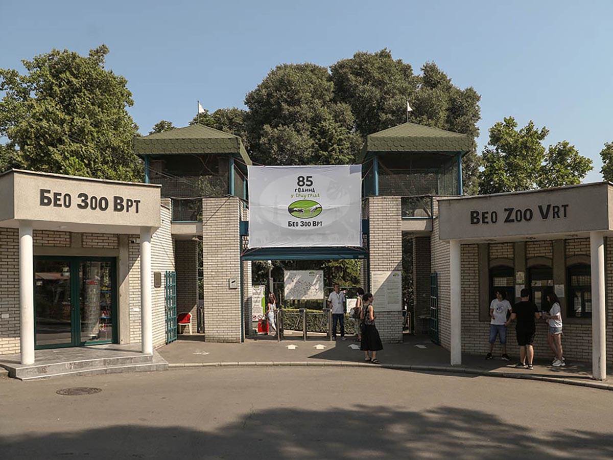 Kengur pobjegao iz zloškog vrta u Beogradu Kengur pobjegao iz zloškog vrta u Beogradu