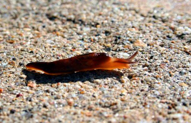  Najezda puževa golaća u Banjaluci 