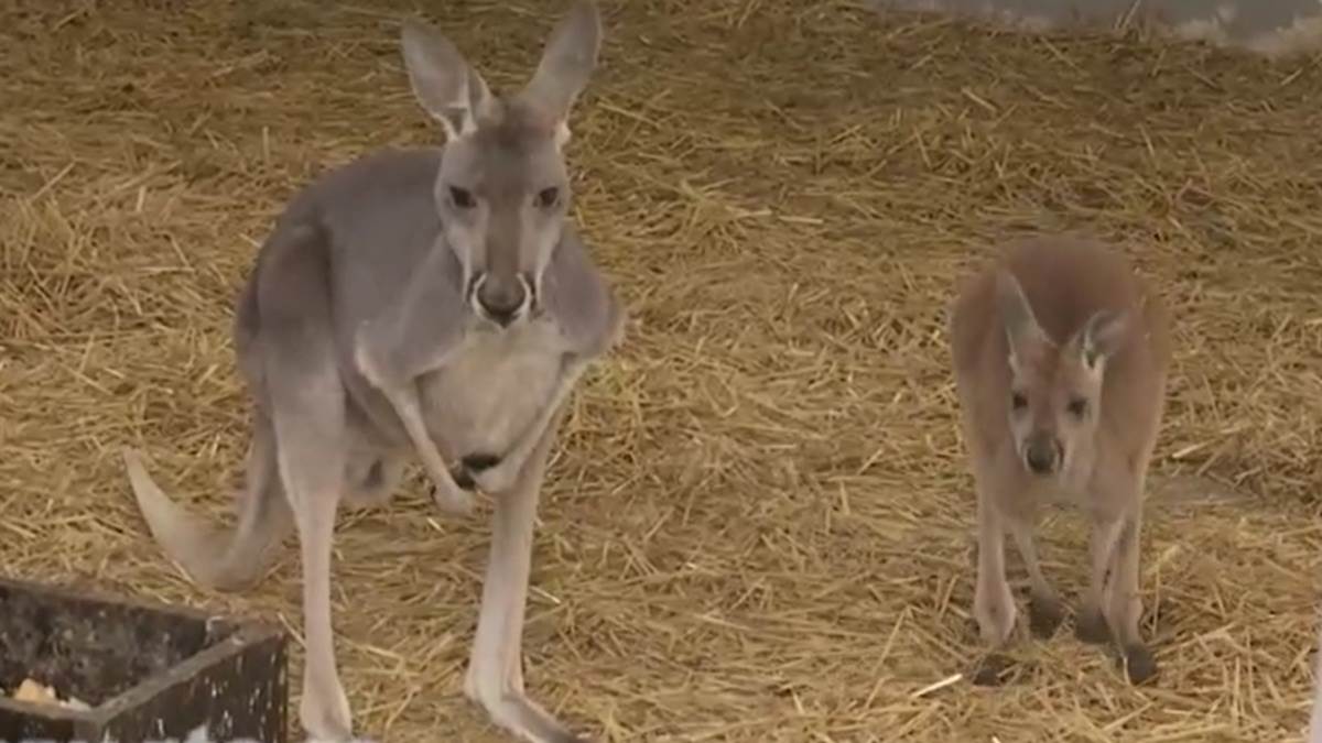 Detalji incidenta kada je kengur pokušao da pobjegne iz Beo zoo vrta Detalji incidenta kada je kengur pokušao da pobjegne iz Beo zoo vrta