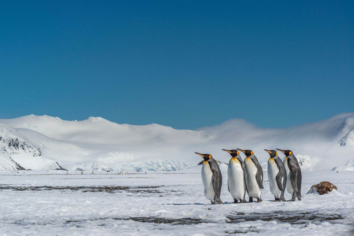  Oglasio se američki sekretar za trgovinu: Pingvini nisu slučajno na listi za carine 