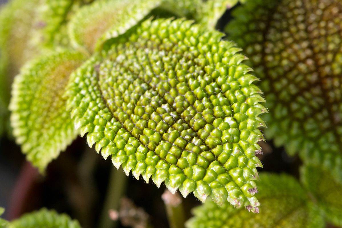  Kako se gaji i razmnožava Pilea involucrata biljka prijateljstva 