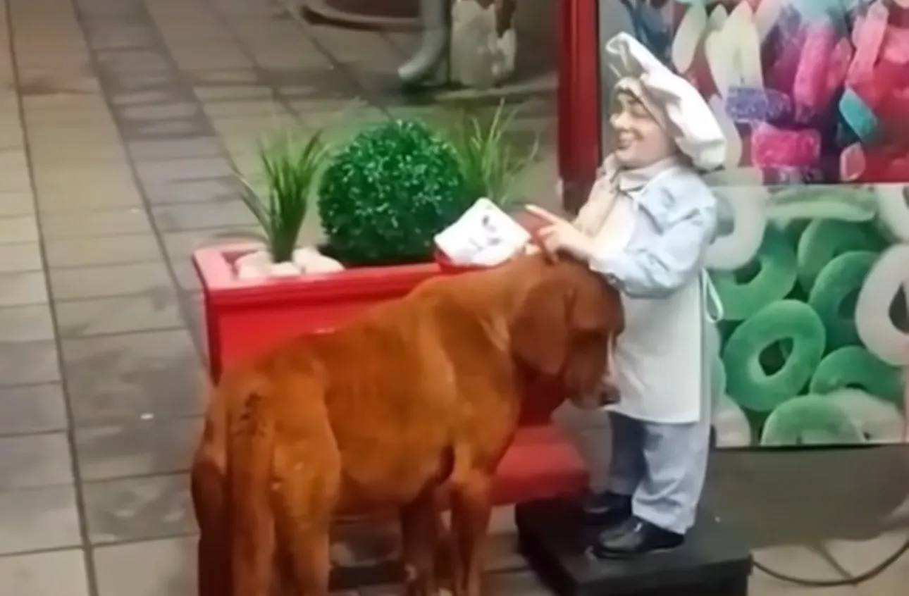 Snimak psa lutalice koji hoće da se mazi Snimak psa lutalice koji hoće da se mazi