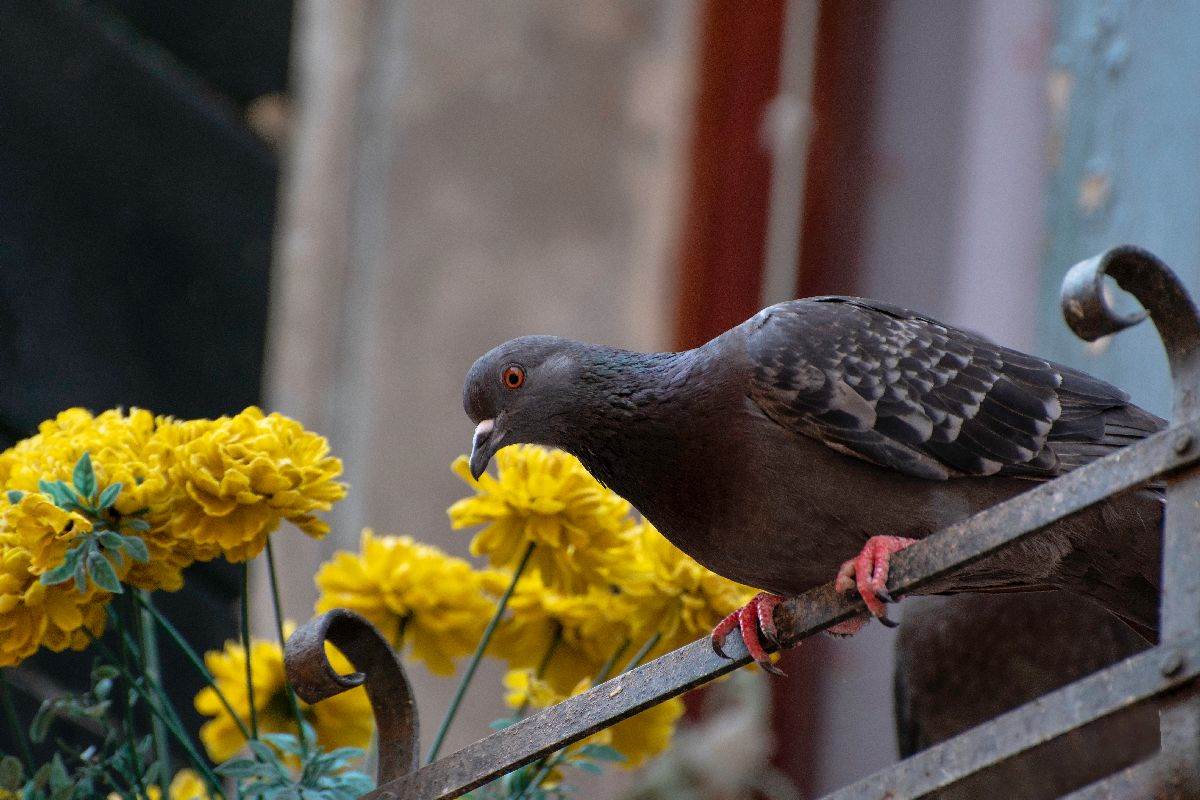  Kako otjerati golubove sa terase ili balkona 