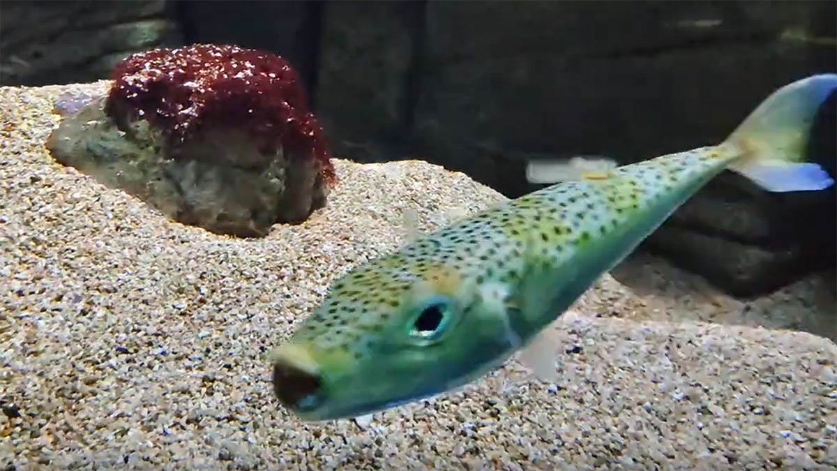  riba-balon (Lagocephalus sceleratus) nastanila se u Sredozemnom moru 