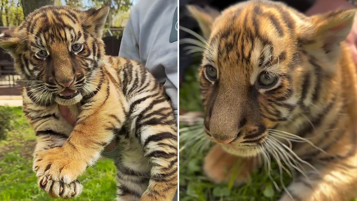  Zoo-vrt u Jagodini dobio bebu bengalskog tigra 