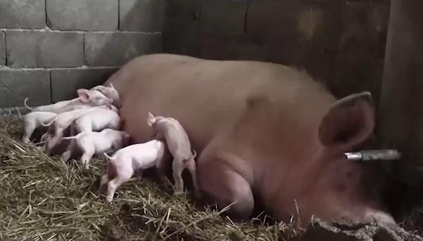  Krmača Belka oprasila čak 25 prasića 