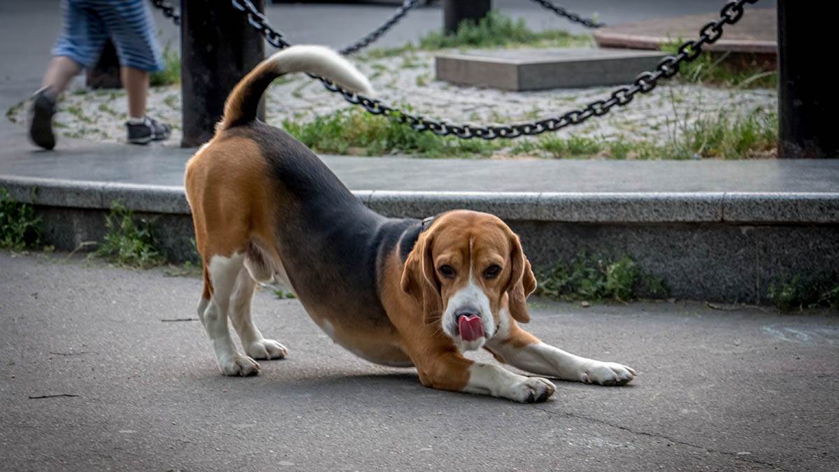  Šta znači kad se pas proteže ispred vas 