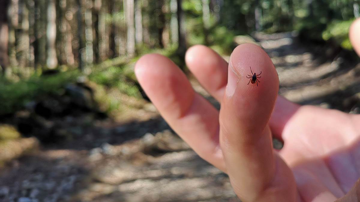  Kako se zaštititi od krpelja 