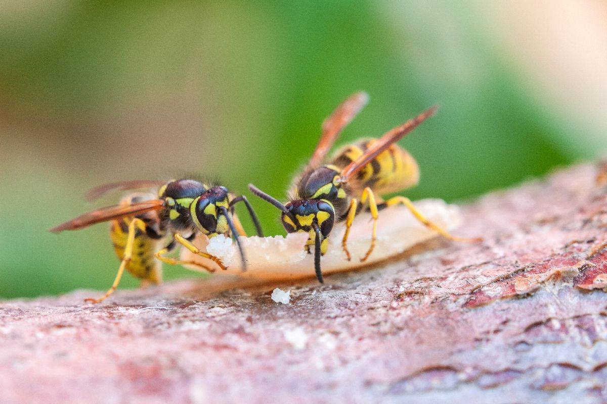  Prirodna sredstva protiv osa u dvorištu 