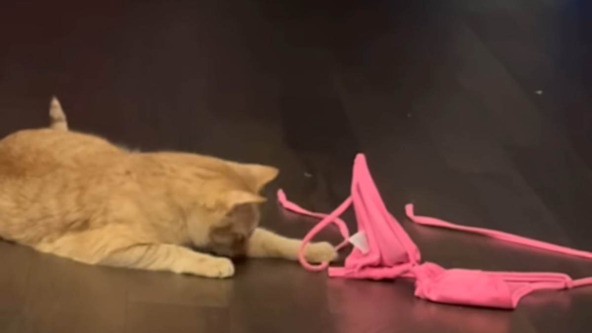  Mačak koji svuda sa sobom nosi bikini 