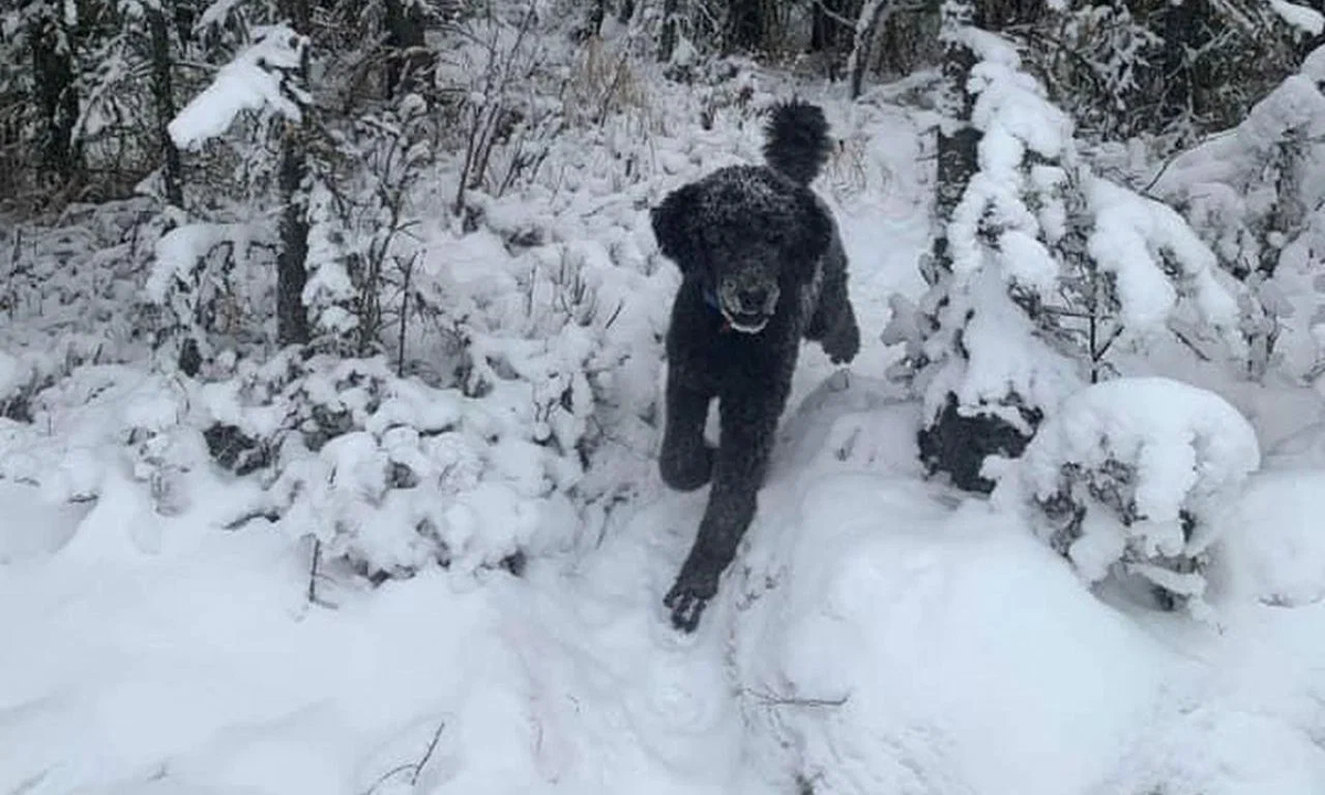  Optička iluzija na fotografiji 