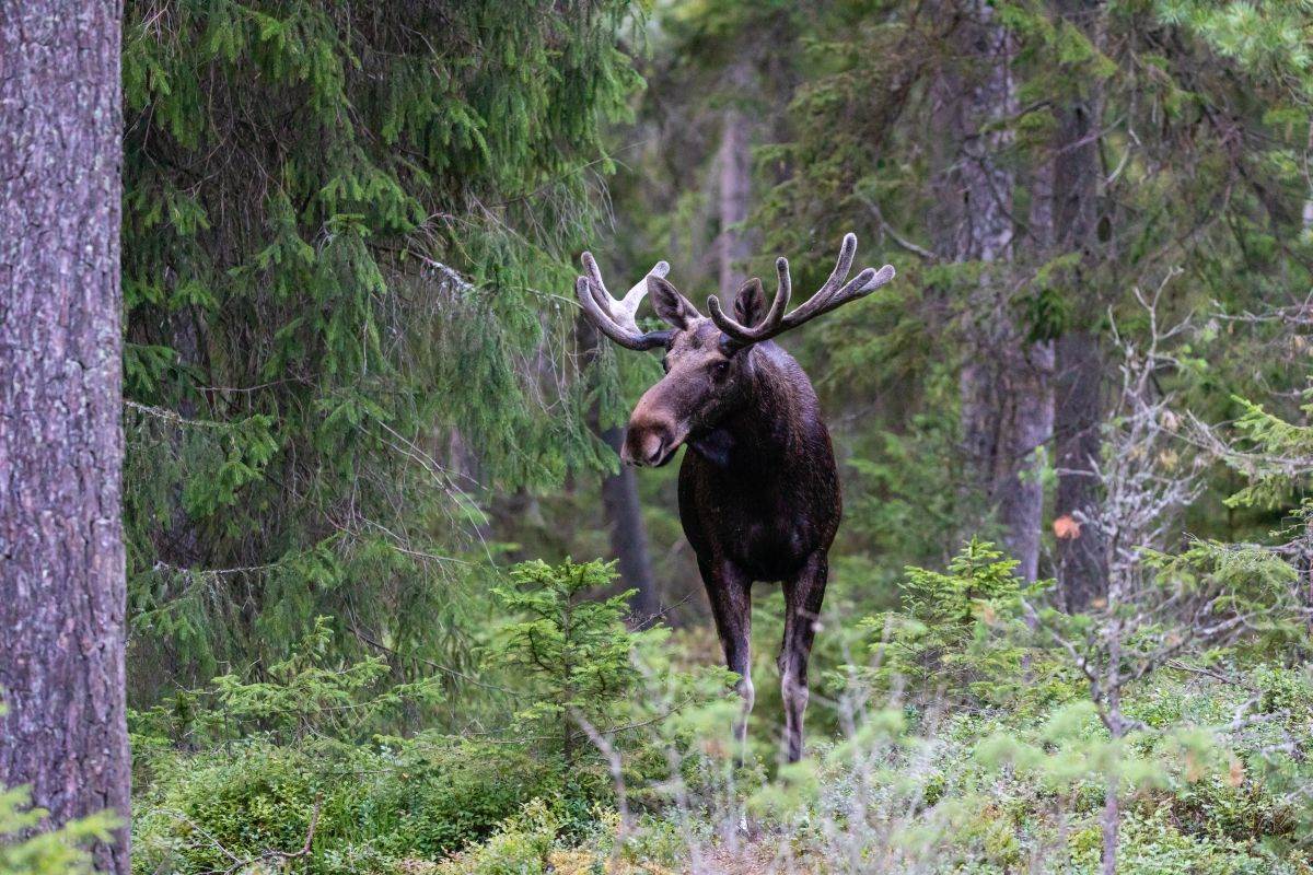  Šveđani prate uživo kretanje losova: Snimljeno 478 sati materijala 
