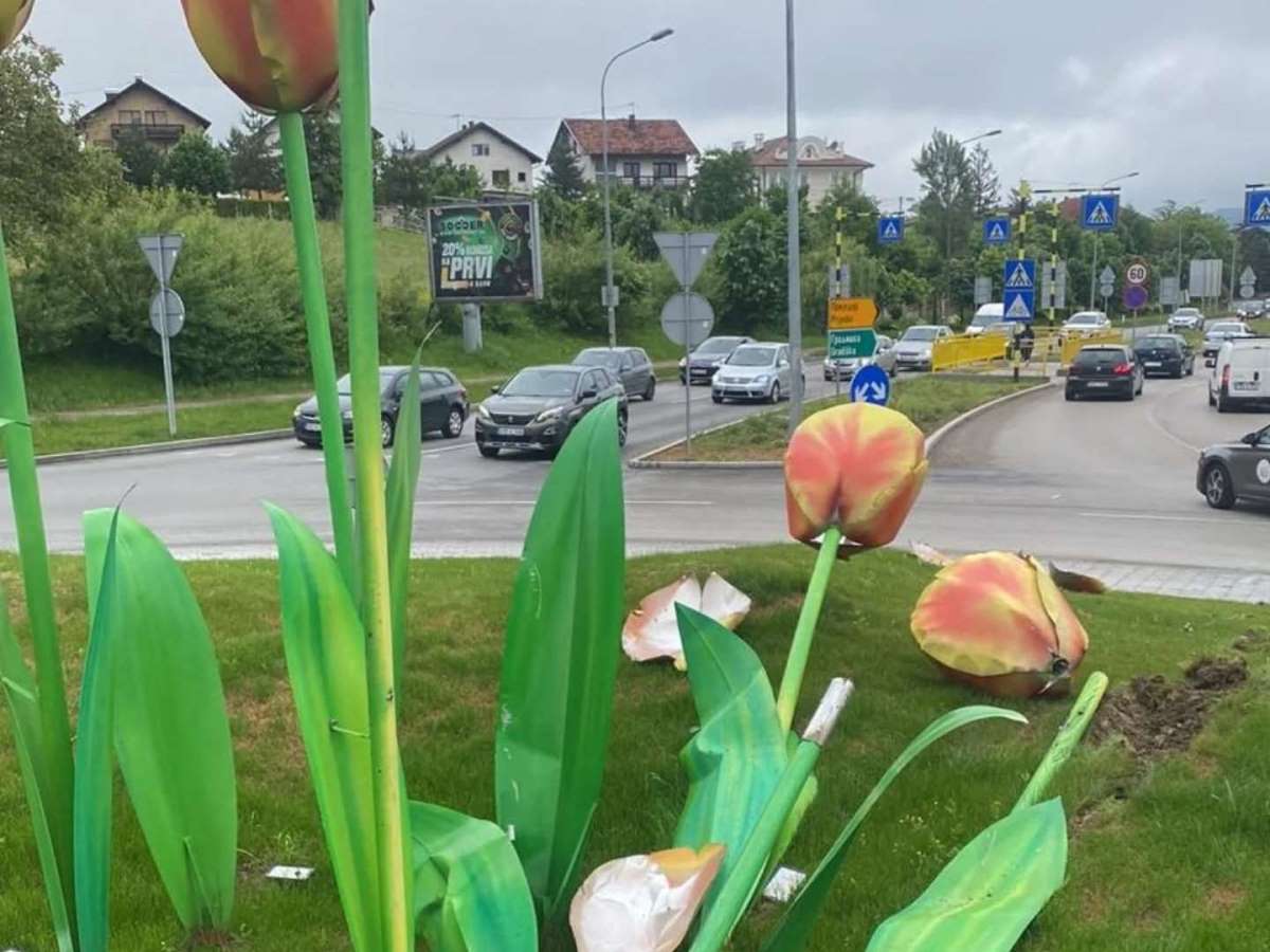  Uništeni tulipani na kružnom toku u Banjaluci 