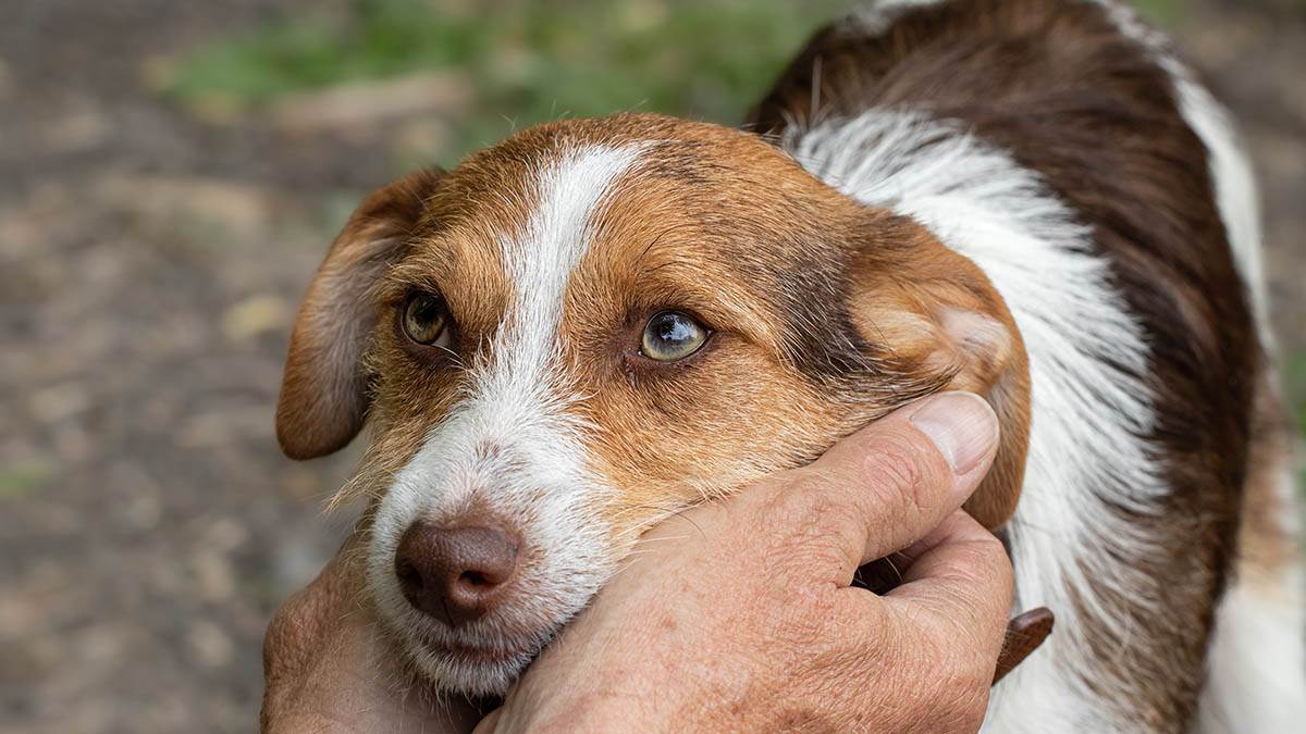  Zašto pas gleda vlasnika 