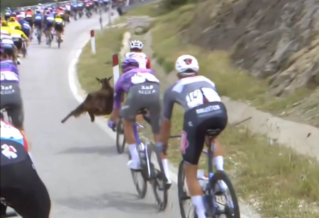  Điro d'Italija na biciklistu naletjela koza  