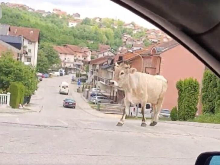  Krava prošetala po Laušu 