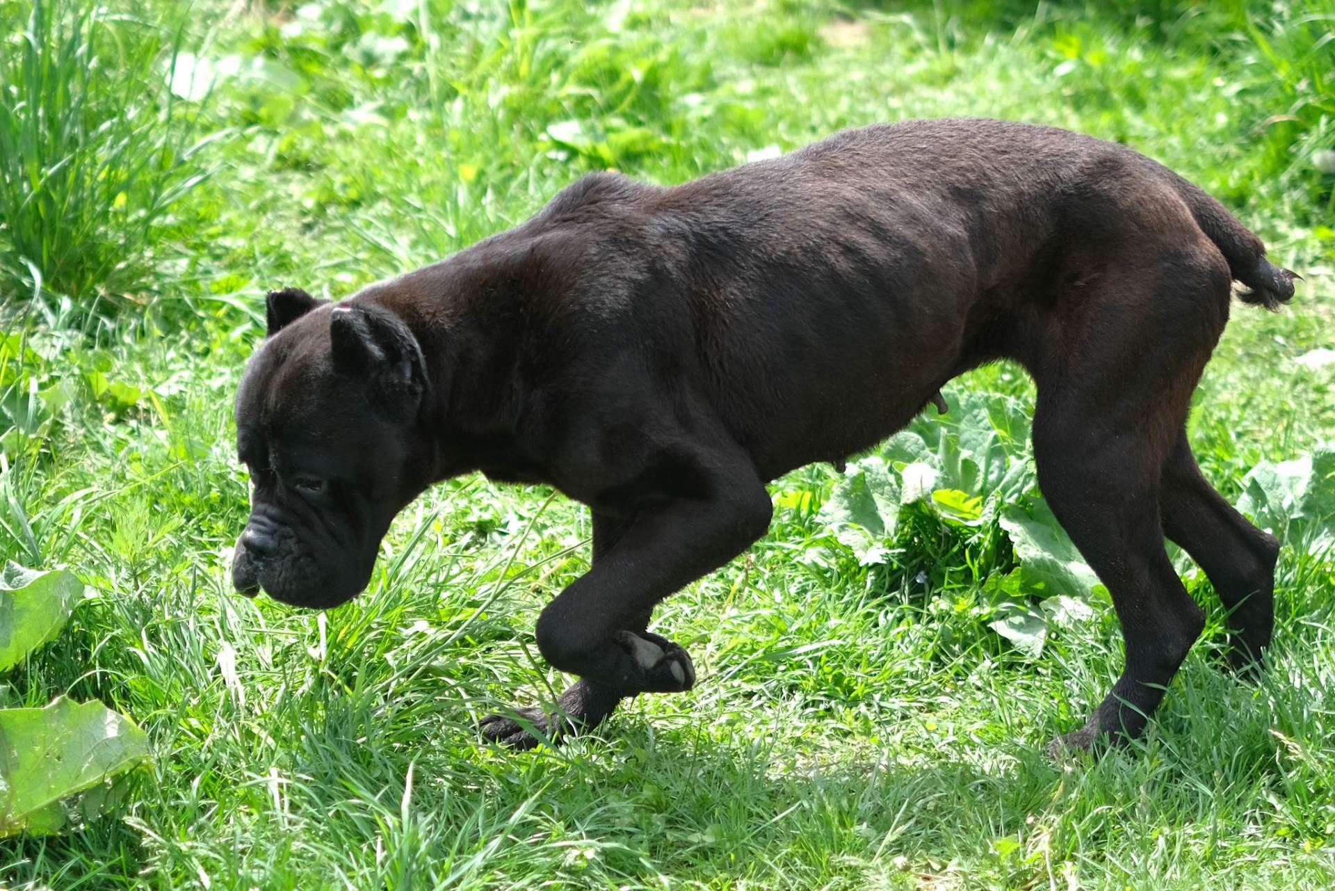  Katastrofalno stanje pasa u banjalučkom azilu 