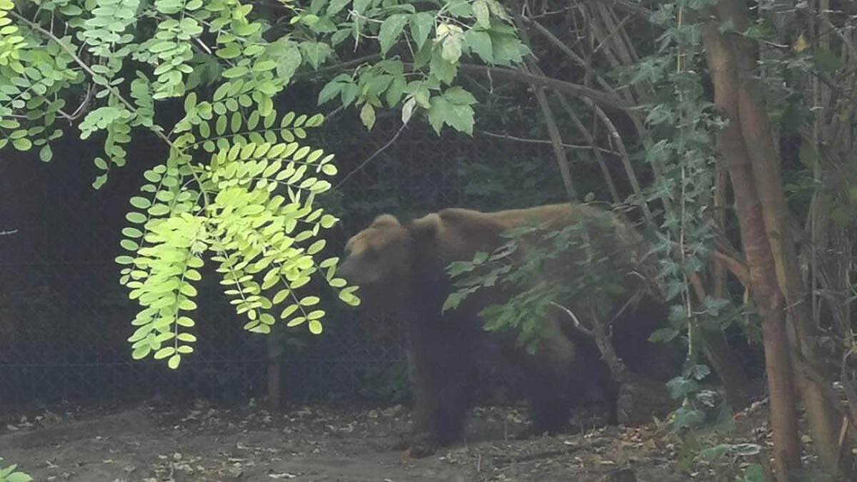  Mještani sela kod Ivanjice u strahu zbog medvjeda 