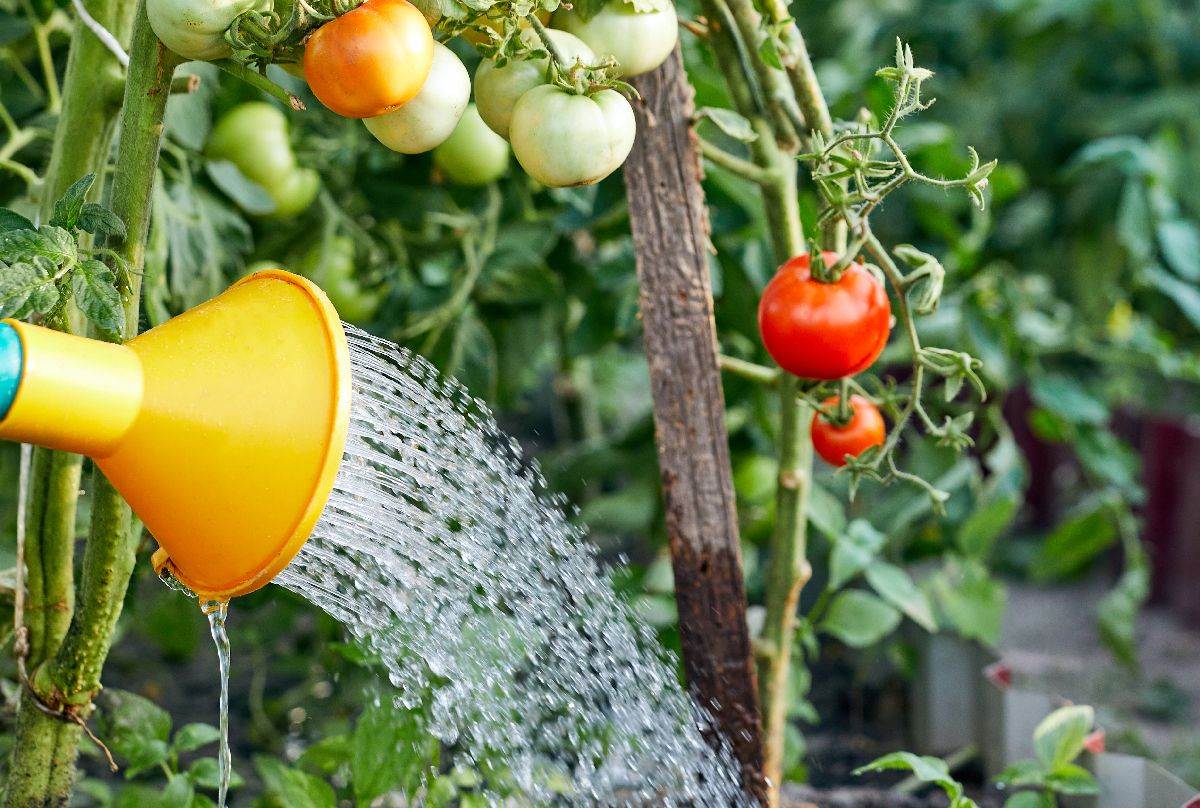  Prirodna zaštita paradajza od insekata u bašti 