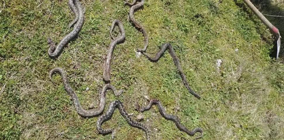 U Debeljacima pronašao sedam poskoka U Debeljacima pronašao sedam poskoka