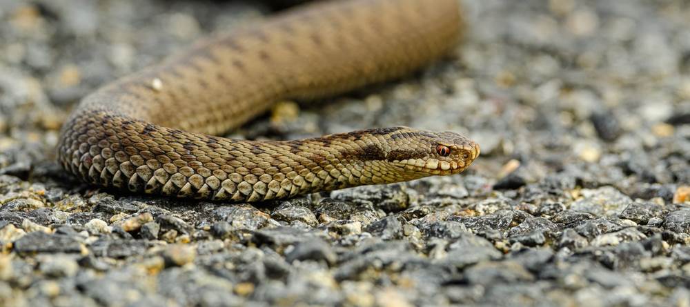  Nema seruma protiv zmija u Zvorniku 