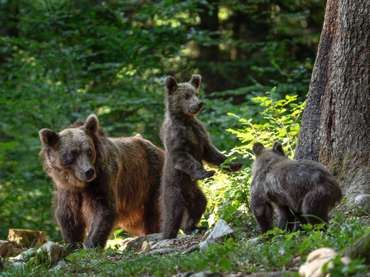  Slovačka odobrila prodaju mesa mrkog medvjeda građanima 