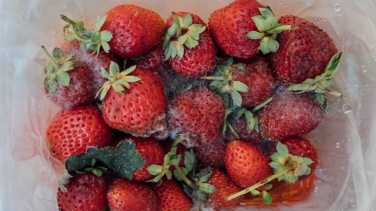  kako prepoznati trule jagode 