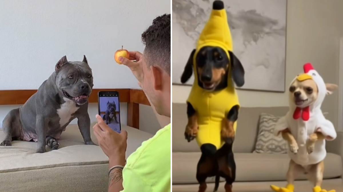  Opasni internet trendovi s psima 