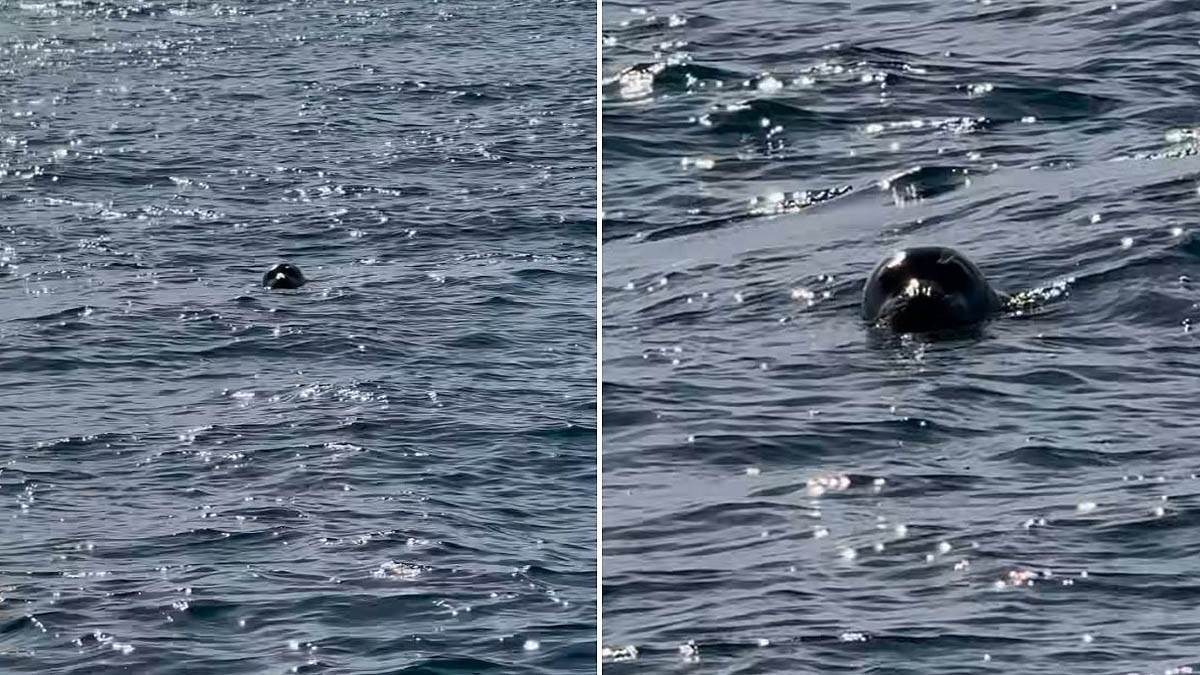  Sredozemna medvjedica viđena u Crnoj Gori 