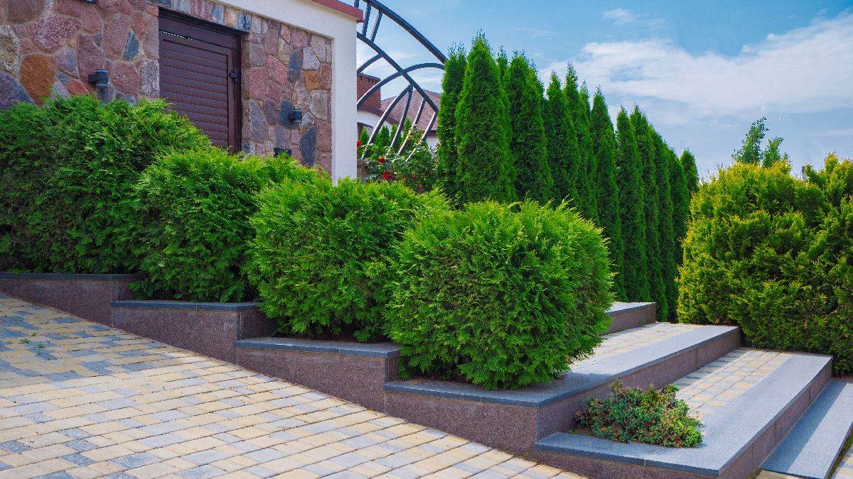  Biljke koje ne treba saditi uz kuću 