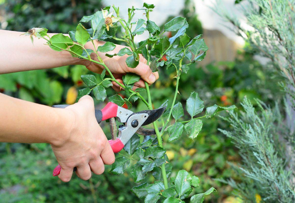  Orezivanje cvijeća u februaru 