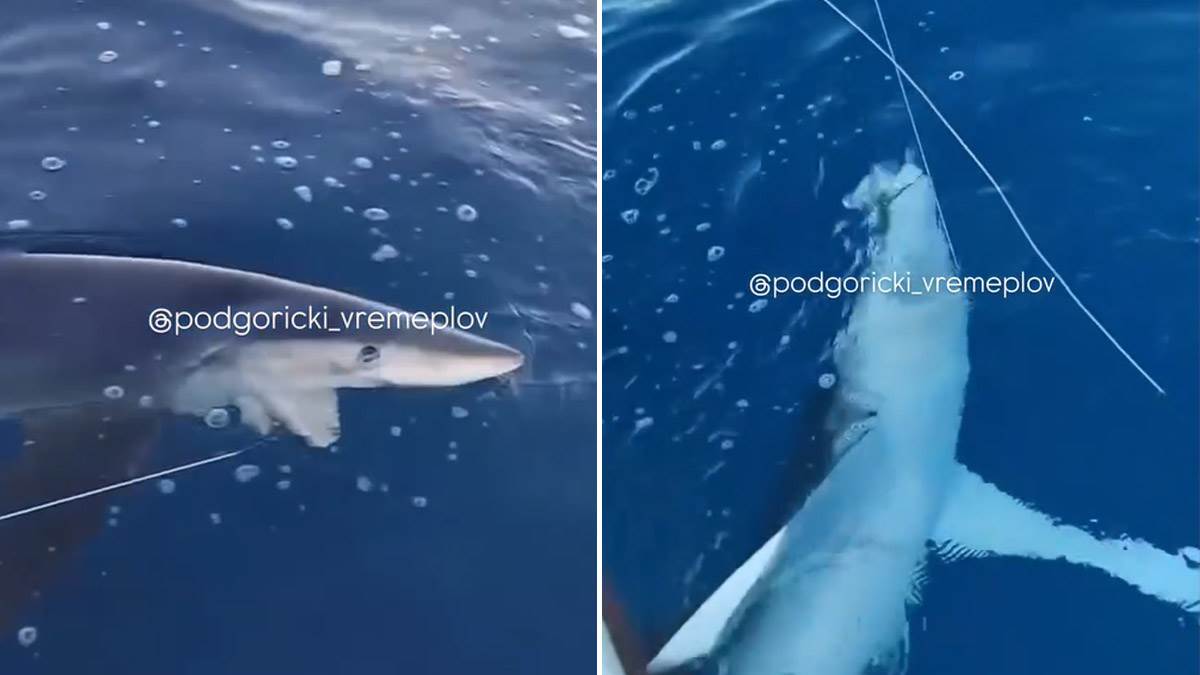  Ajkula snimljena kod Petrovca 