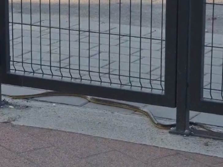  Zmija kod škole "Vuk Stefanović Karadžić" u Adi 