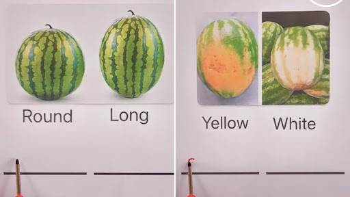  Kako odabrati slatku lubenicu 