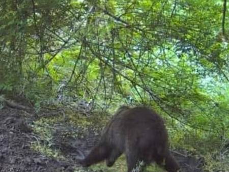  Medvjed na Banj brdu 