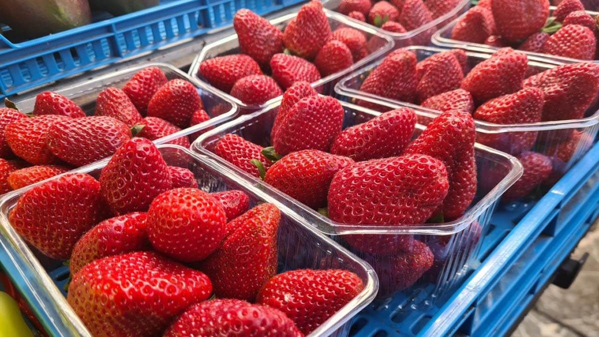  Kako jagode utiču na tijelo i koliko dnevno smemo da pojedemo 